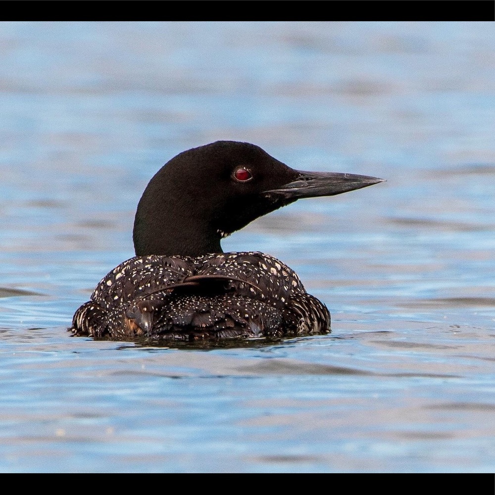Meet your Posher, Jane